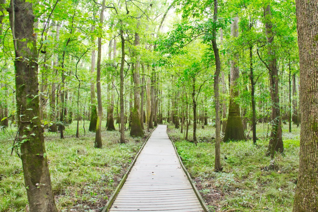 A boardwalk in Congaree