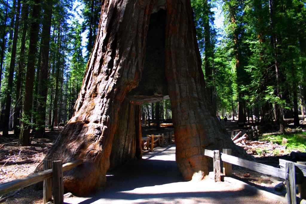 Mariposa Grove