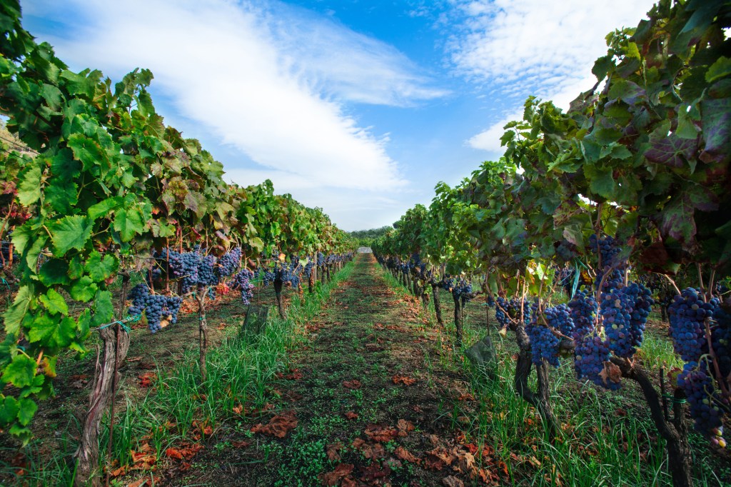 Wineries on the volcano's slopes
