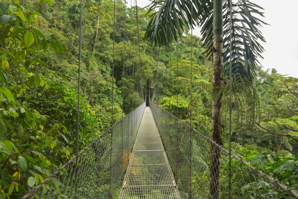 a wire bridge suspended high above and through a dense forest canopy