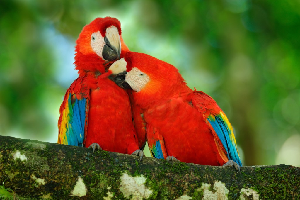two scarlet macaws sitting on a tree limb grooming eachother