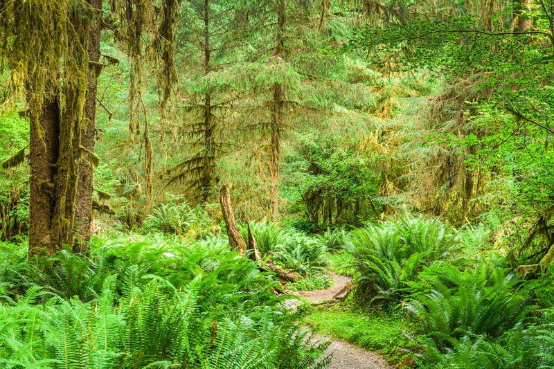 A lush, bright green forest of ferns and mosses.