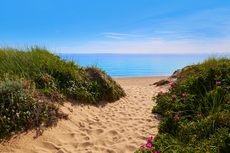A sandy path leading between sea grass and pink flowers to a view looking out on bright blue ocean on a sunny day.