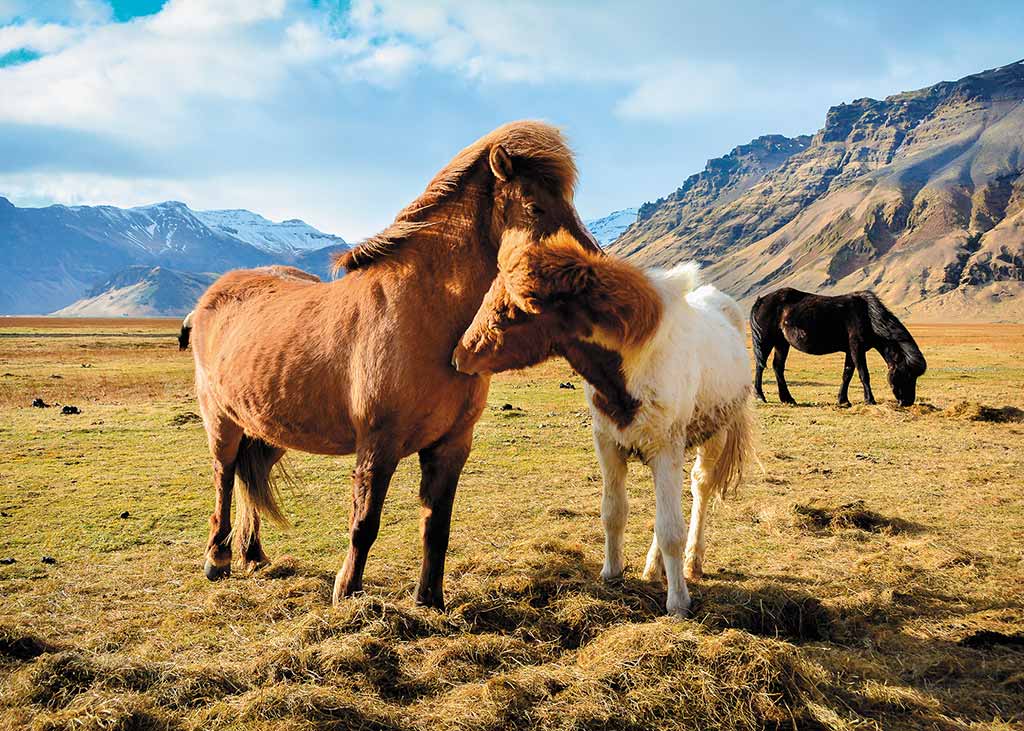 Three brown, white, and black horses standing in a field with mountains rising in the distance.