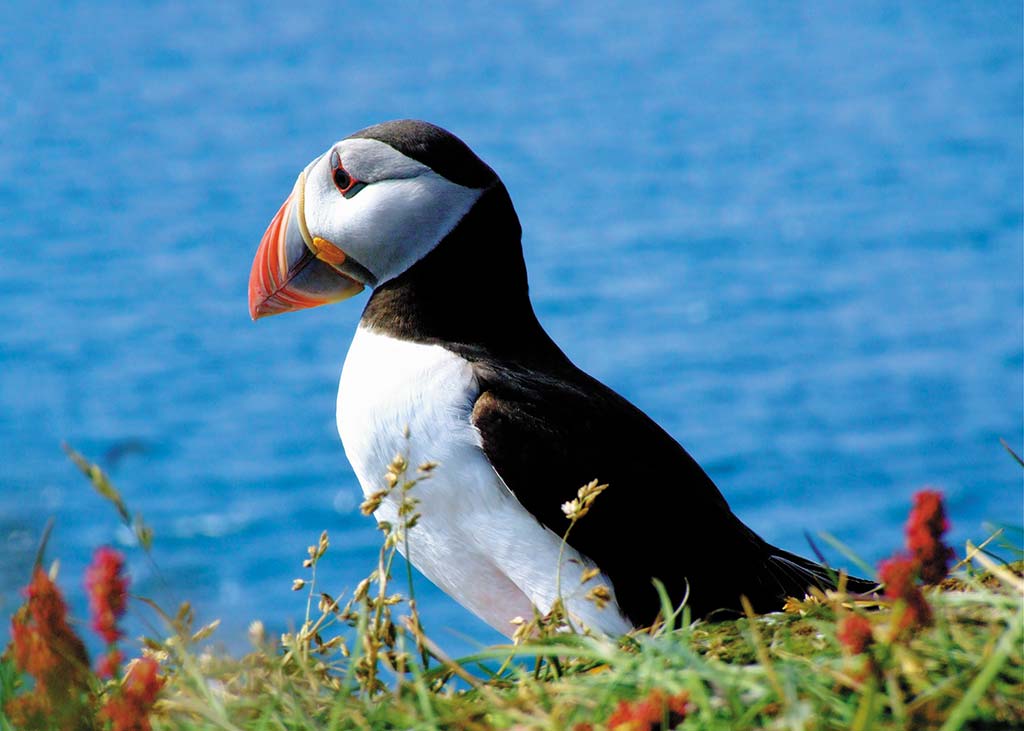 A puffin standing on green grass and flowers against bright blue ocean