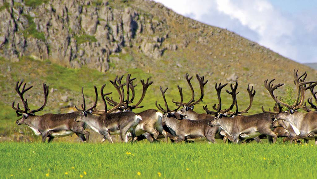 A flock of reindeer in a bright green grassy meadow