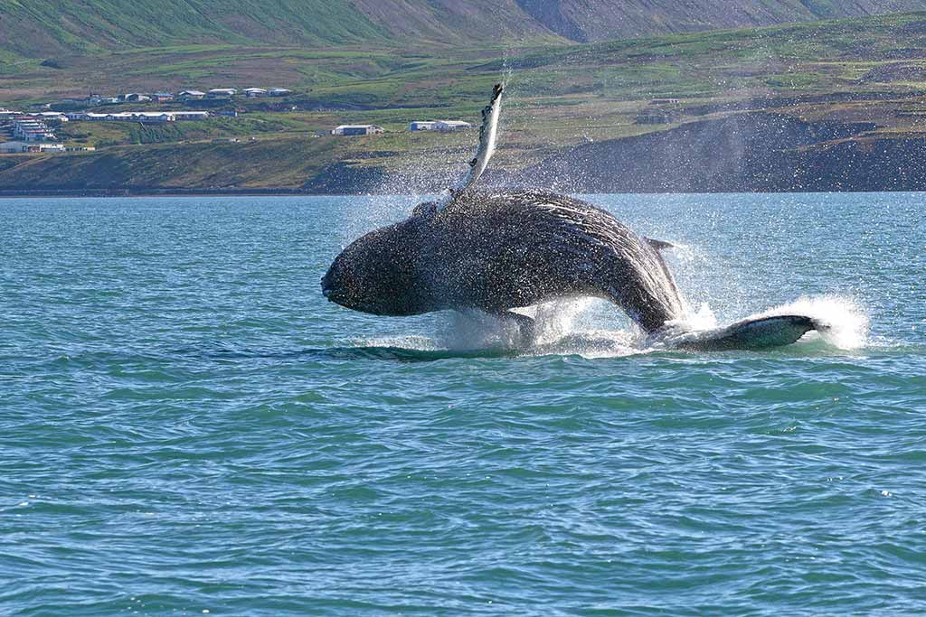 A whale jumping out of the water