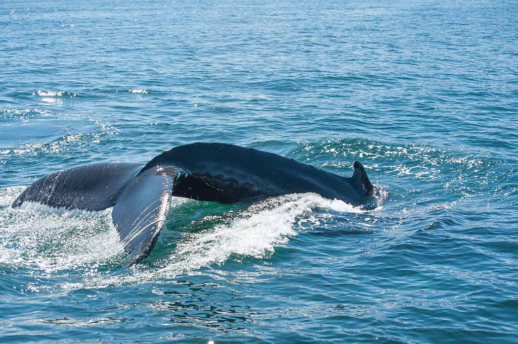 A whale's tail in the ocean