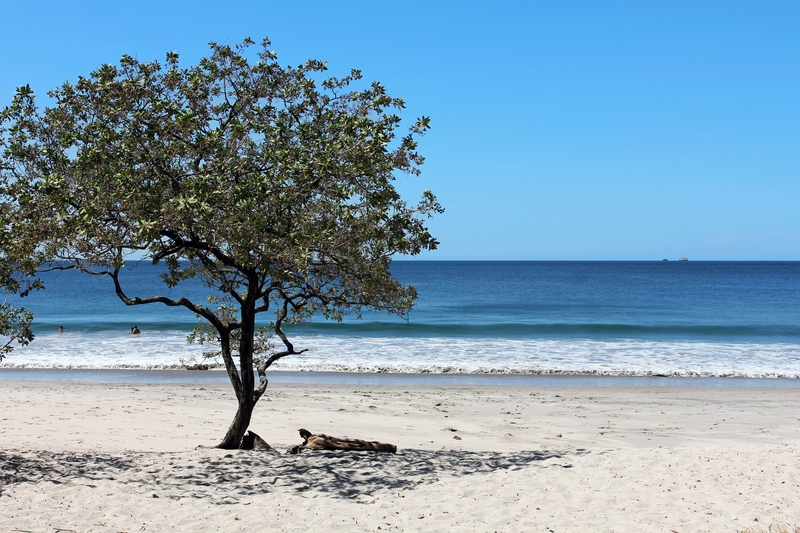 Image of a single bushy tree on white sand beach under bright blue sky.