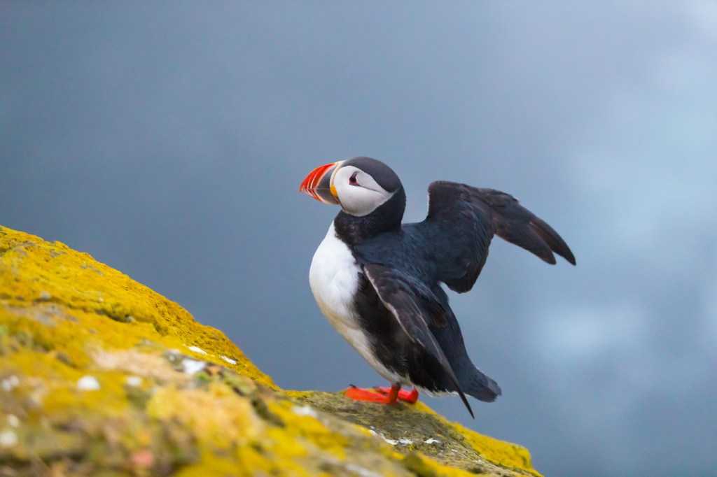 A puffin with outstretched wings perched on yellow-green mossy rock against grey background.