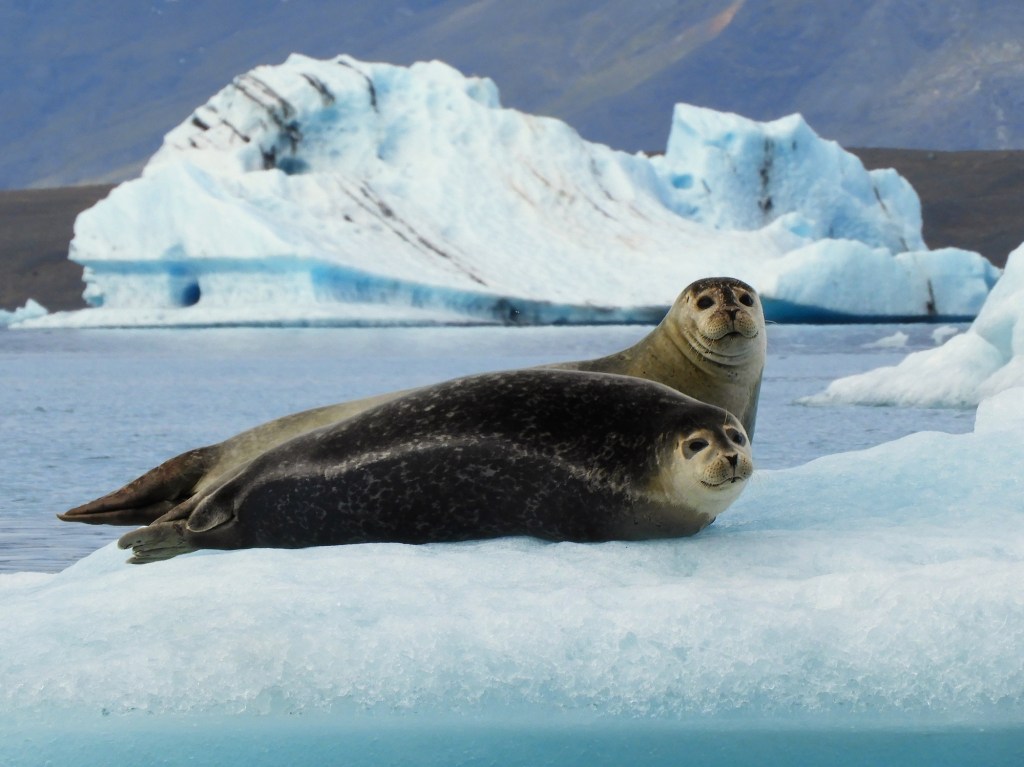 Two seals sitting on an iceberg in a bay