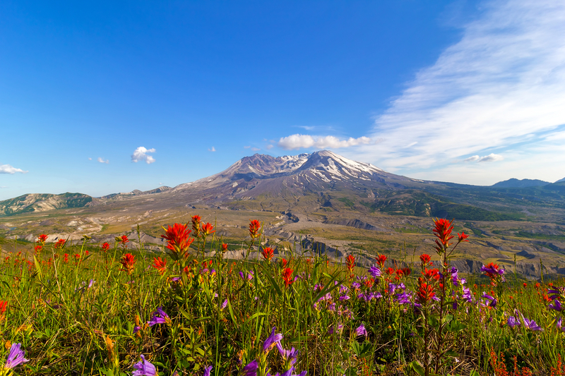 Image of red and purple wildflower meadow with low mountain in distance.