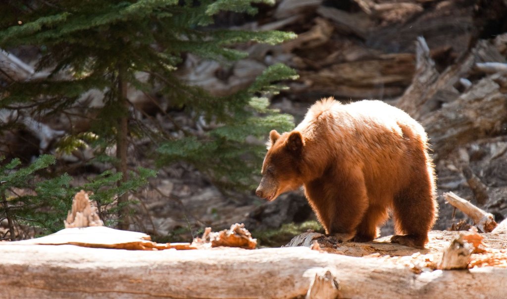 Brown bear near Sentinel Dome