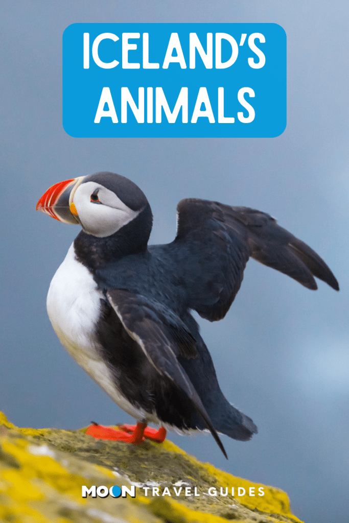 Image of puffin perched on rock with text Iceland's Animals