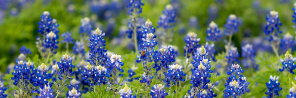 Texas bluebonnets