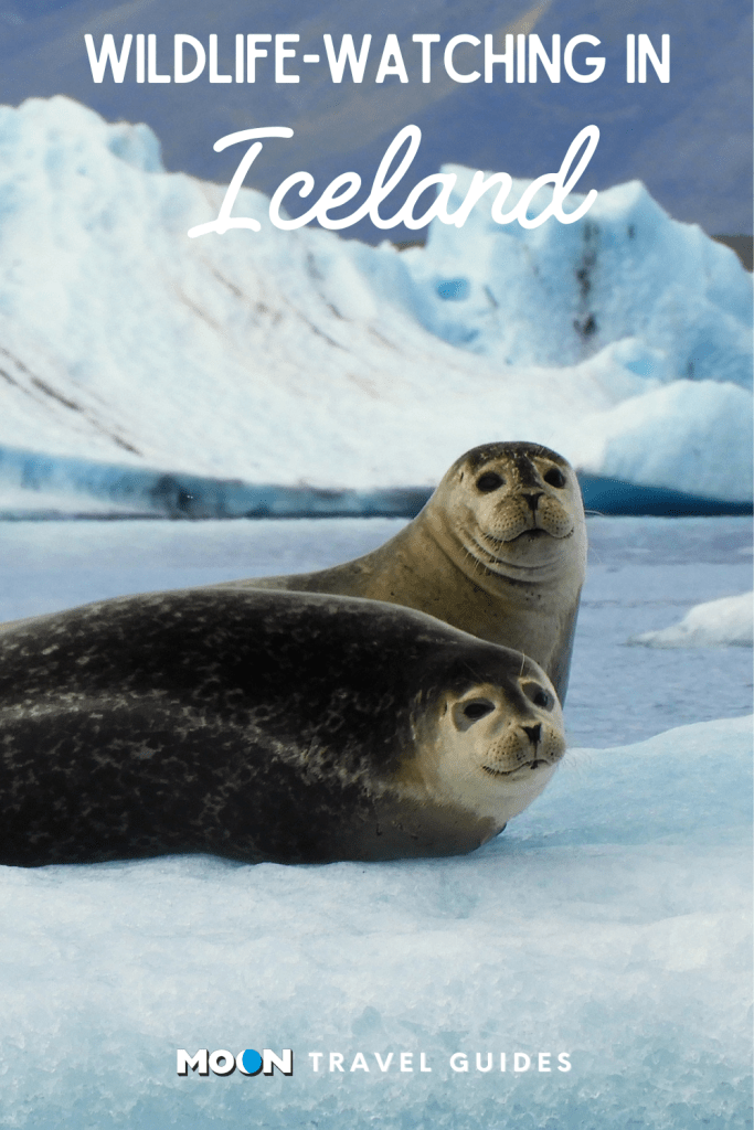 Image of two seals on iceberg with text Wildlife-Watching in Iceland